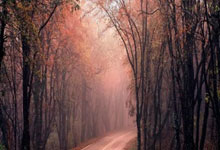 米兰体育:张雨霏,已任高校游泳学院副院长.